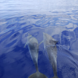 dolfijnen-Tenerife