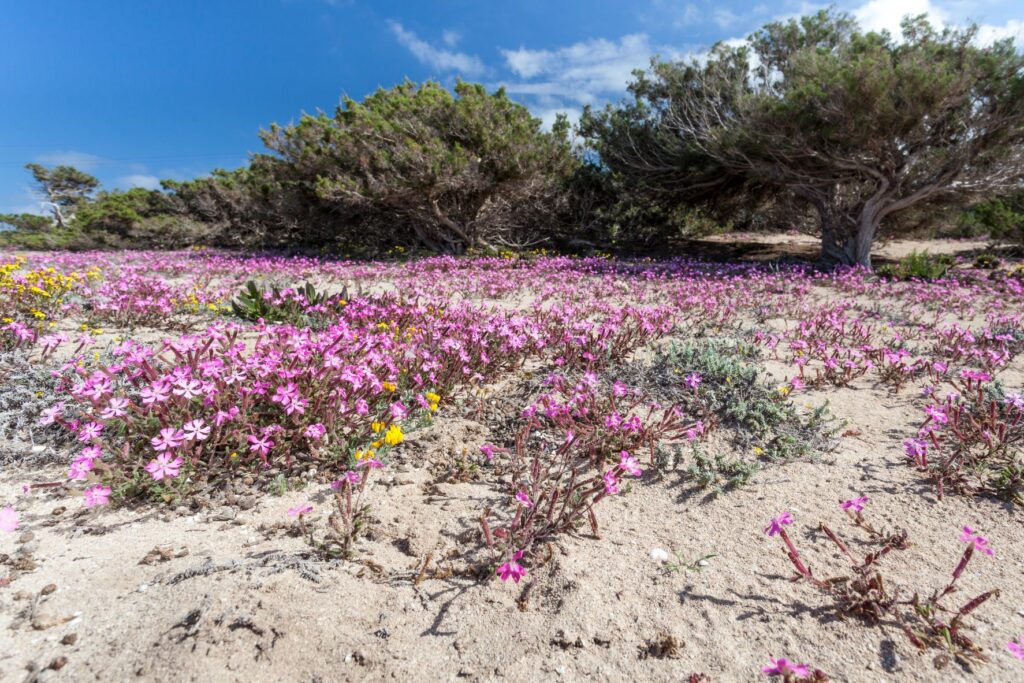Flora Fauna Formentera